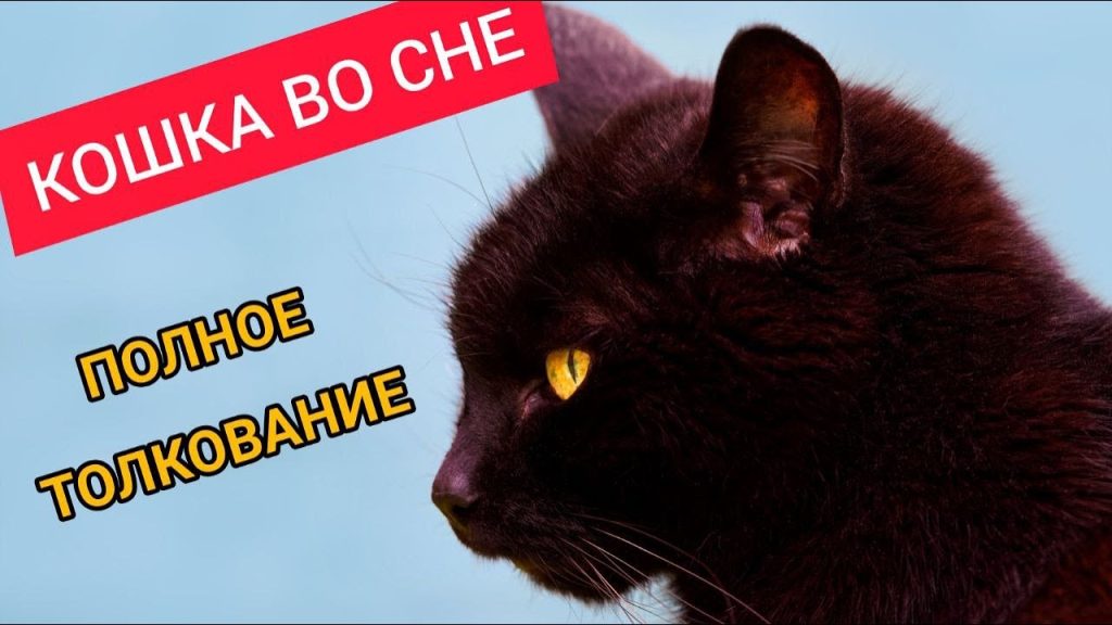 К Чему Снится Кал Женщине: Подробное Толкование и Значение