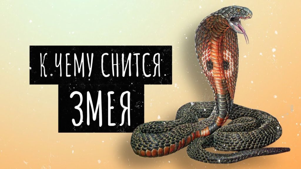 К Чему Снится Змея: значение и толкование сна