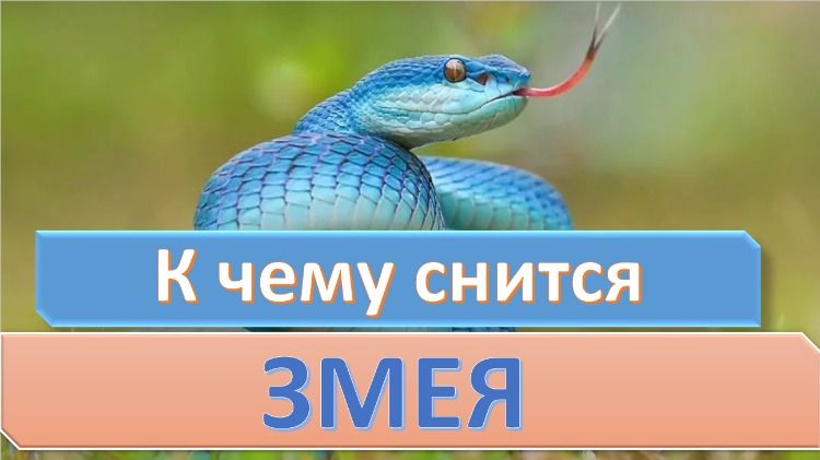 К Чему Снится Змея: значение и толкование сна