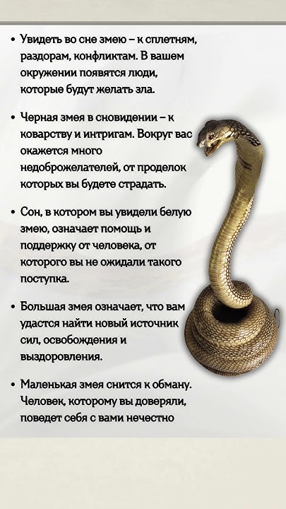 К Чему Снится Змея: значение и толкование сна