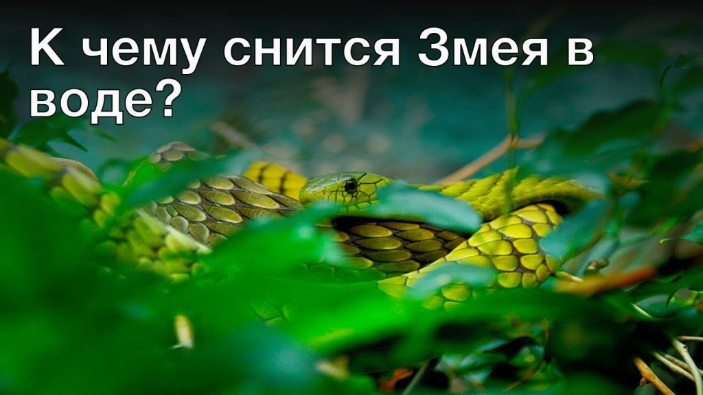 К Чему Снится Змея: значение и толкование сна