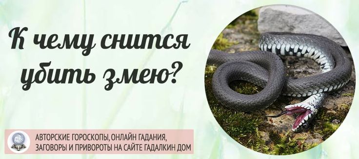 К Чему Снится Змея: значение и толкование сна