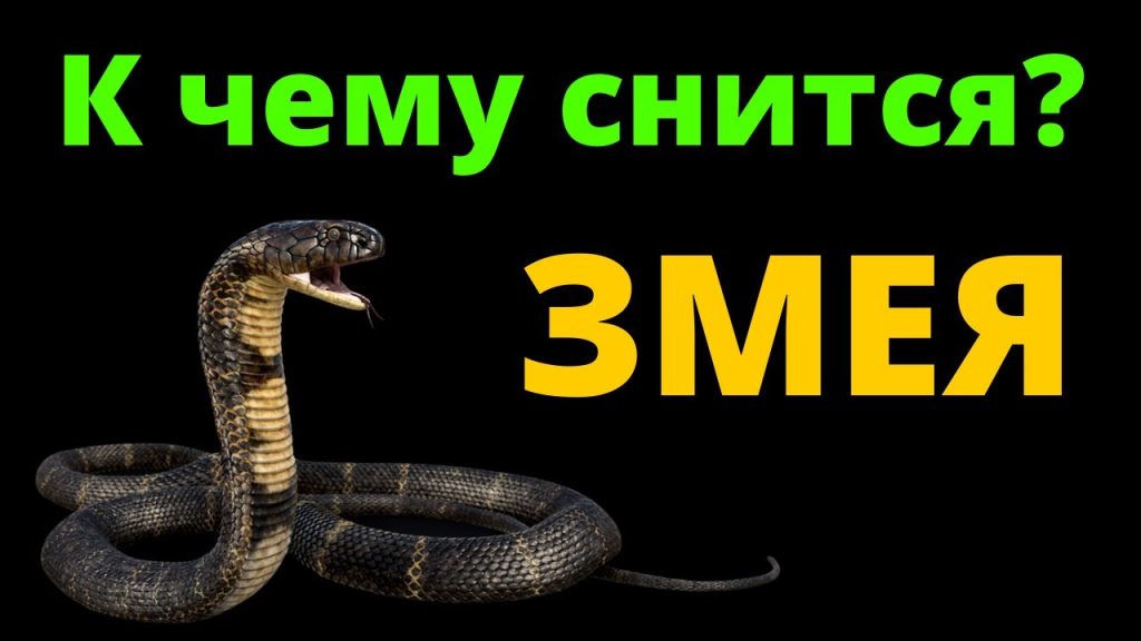 К Чему Снится Змея: значение и толкование сна